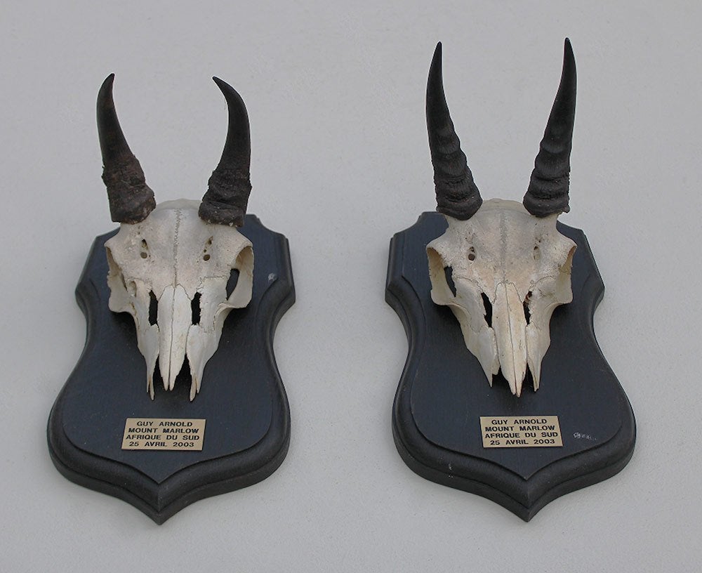 2 x schedel MOUNTAIN REEDBUCK op solide zwart eiken schild, Collections, Collections Animaux, Enlèvement ou Envoi, Utilisé, Animal sauvage