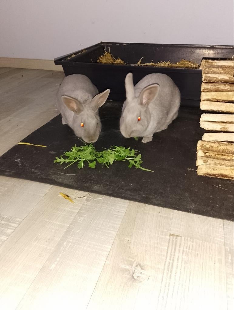 Konijnen Parelgrijs van Halle, Dieren en Toebehoren, Konijnen