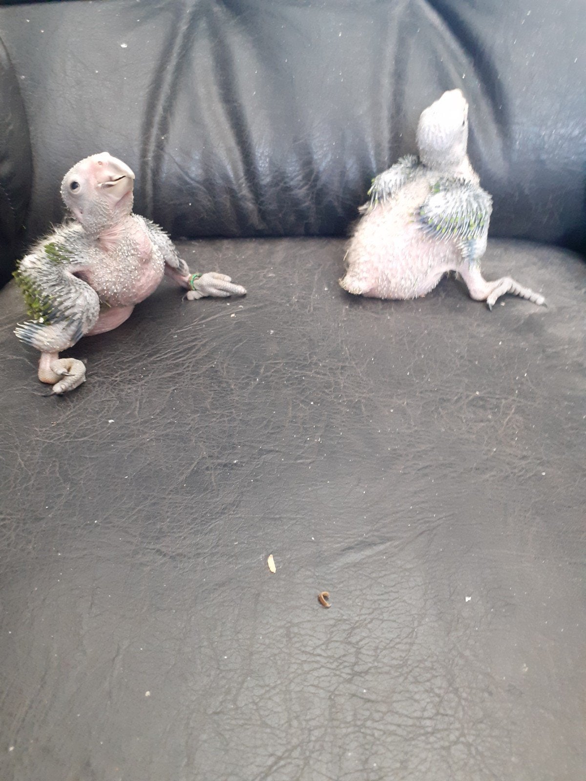 geelwang amazone te koop, Dieren en Toebehoren, Vogels | Parkieten en Papegaaien, Tam