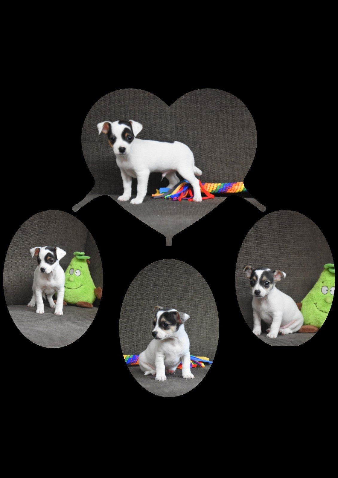 Zwart Tricolor kruising pupjes, Animaux & Accessoires, Chiens | Sans pedigree, Petit, Plusieurs, Hépatite contagieuse (maladie de Rubarth)