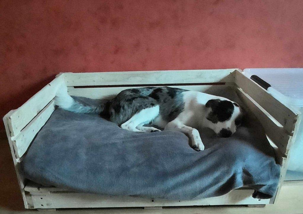 Panier pour chien., Enlèvement, Neuf