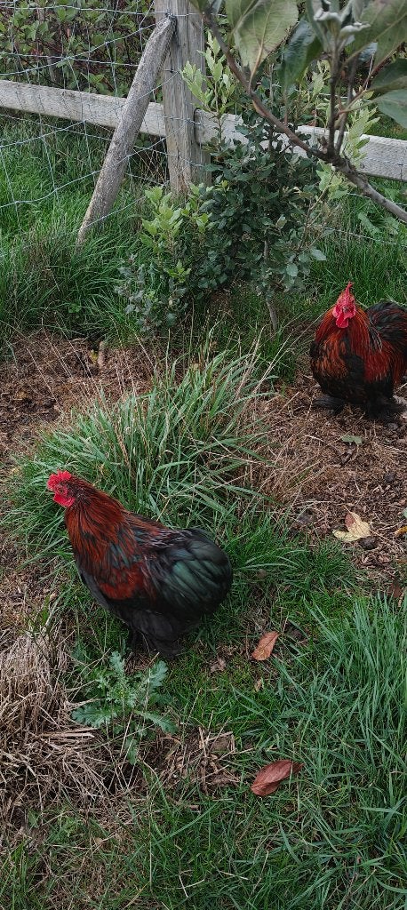 Cochin haantjes, Mâle, Poule ou poulet