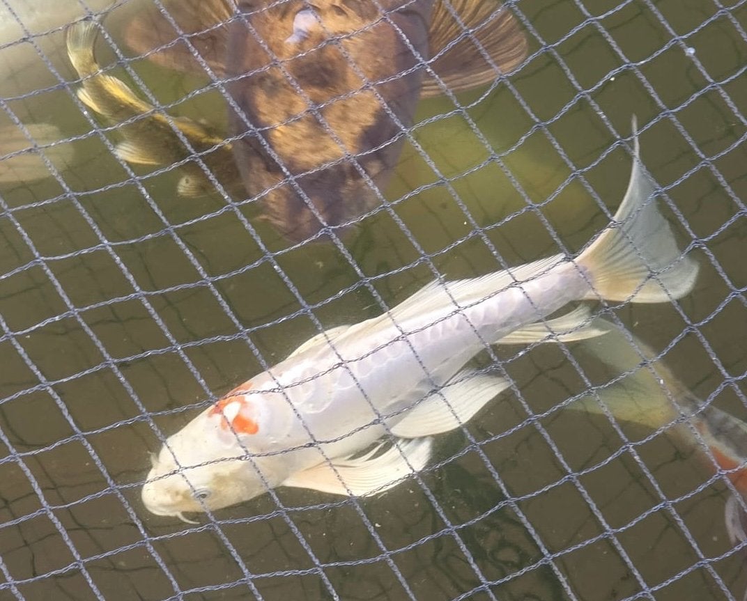 Doitsu Kohaku butterfly/vlinder koi, Carpe ou Koï