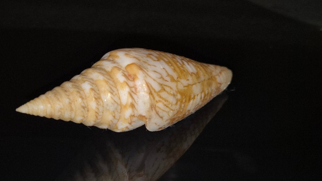 Conus Excelsus 78mm f++ Philipijnen "schelp"., Verzamelen, Ophalen of Verzenden, Zo goed als nieuw, Overige soorten, Overige typen