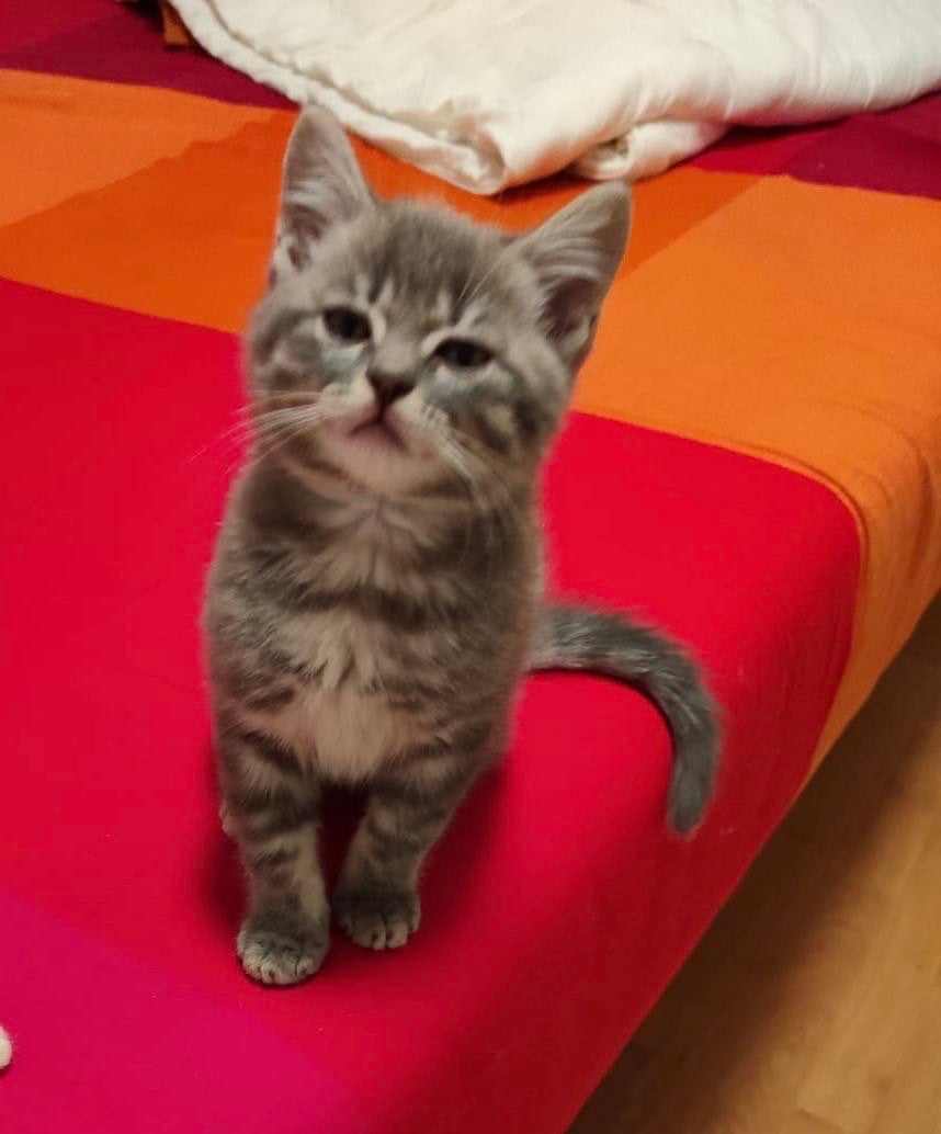 3 kittens, Dieren en Toebehoren, Meerdere dieren, Met stamboom, 0 tot 2 jaar
