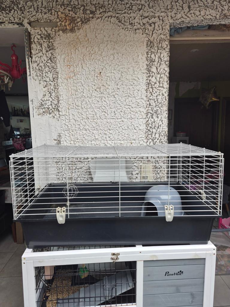 Cavia/konijnen  binnen kooi, Dieren en Toebehoren, Ophalen, Kooi, Konijn