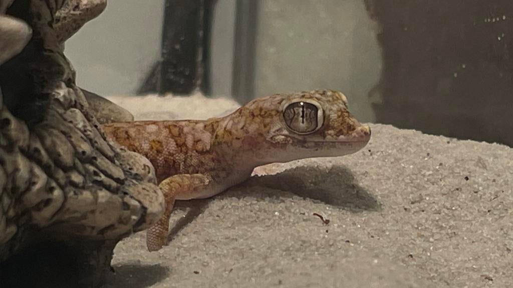 Dune gecko, Verzamelen, Ophalen, Zo goed als nieuw