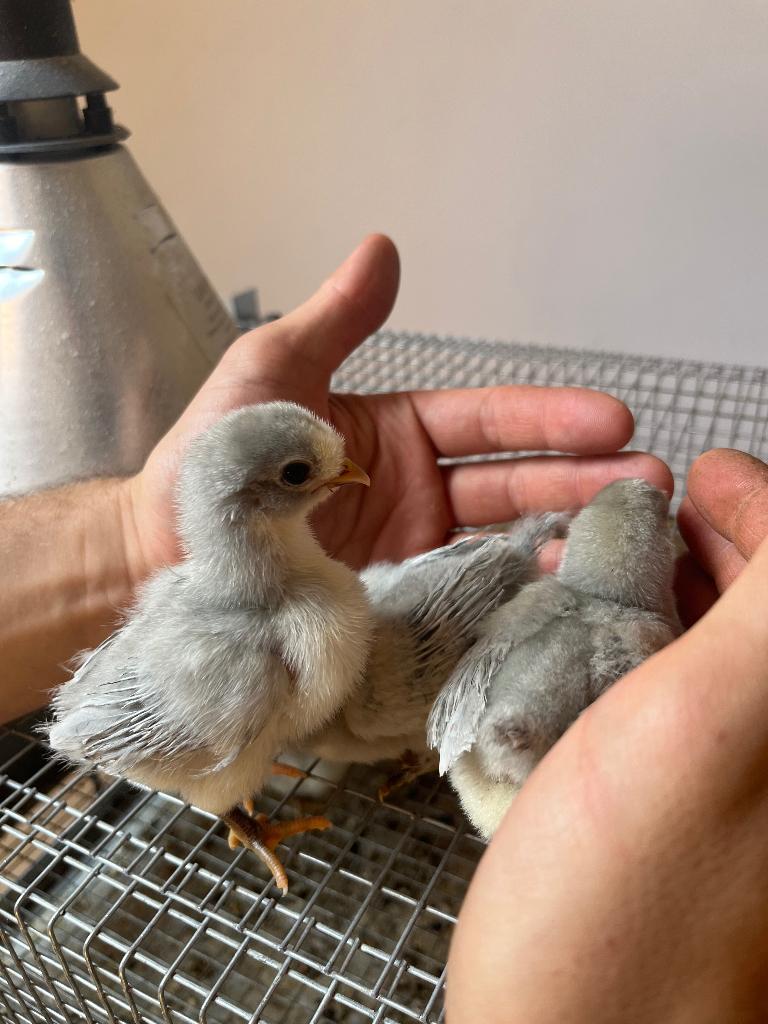 Kuikens, Geslacht onbekend, Kip