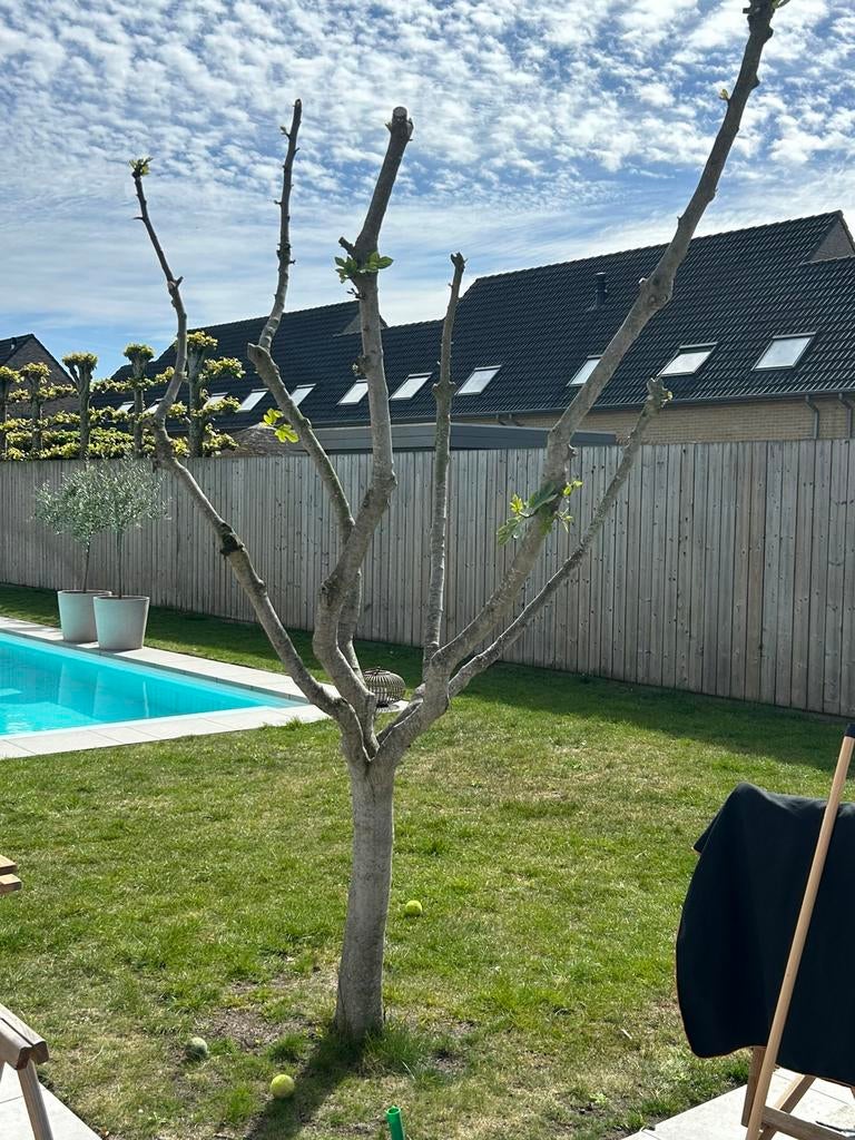 Vijgenboom, Jardin & Terrasse, Autres espèces, Enlèvement, Été, Ombre partielle