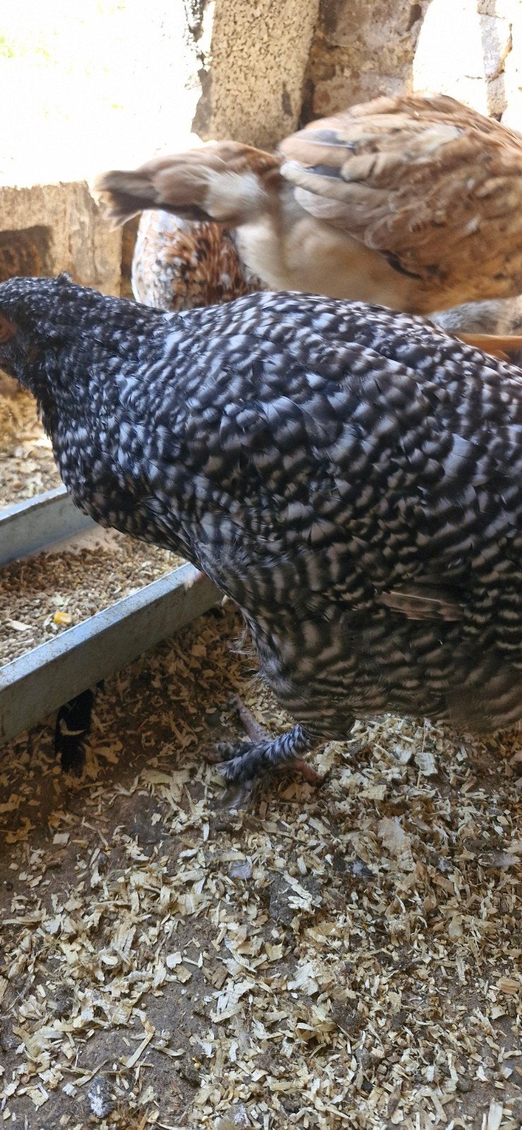 mechelse koekoek hennen, Dieren en Toebehoren, Pluimvee