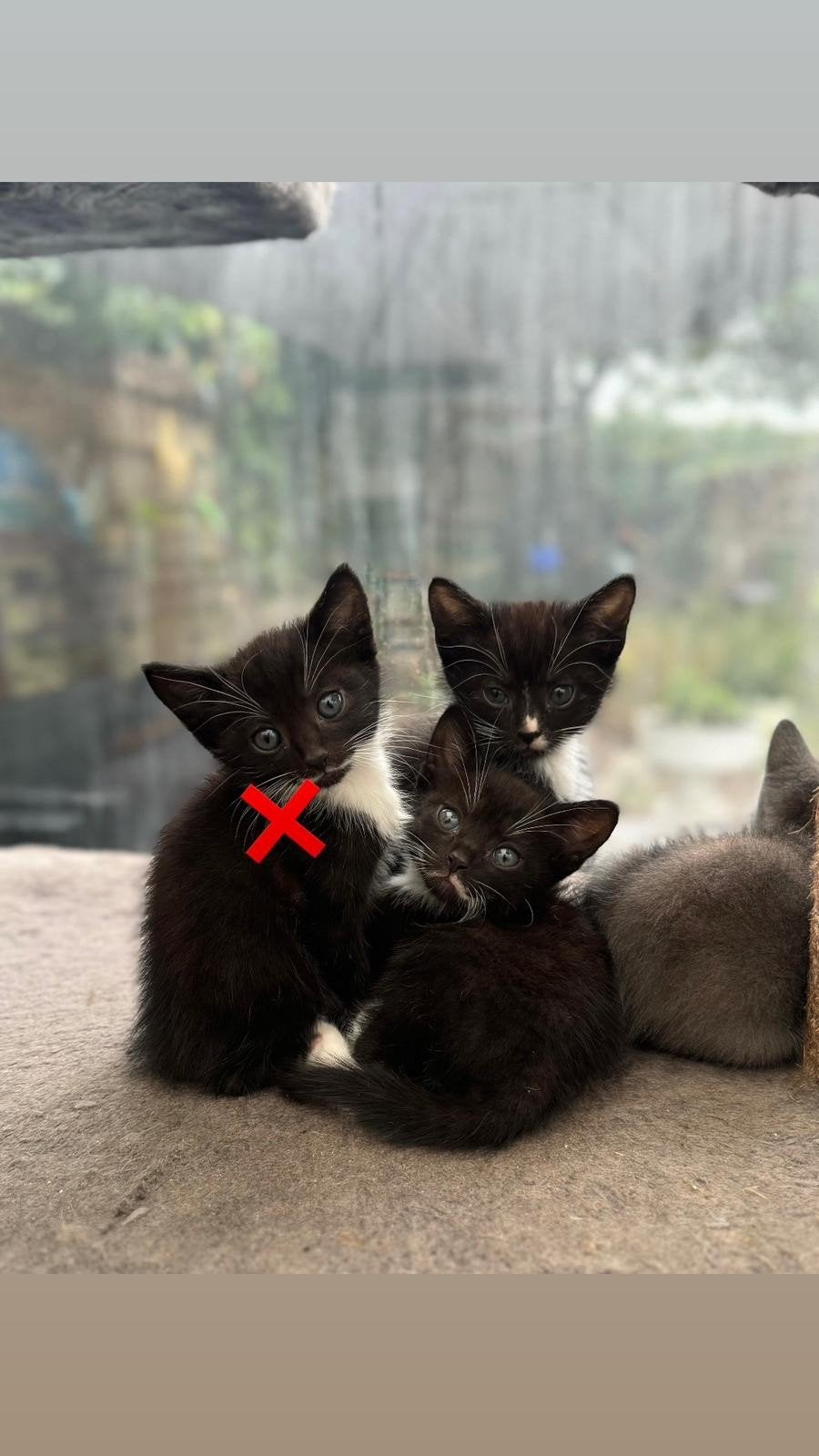 schattige kittens, Ophalen