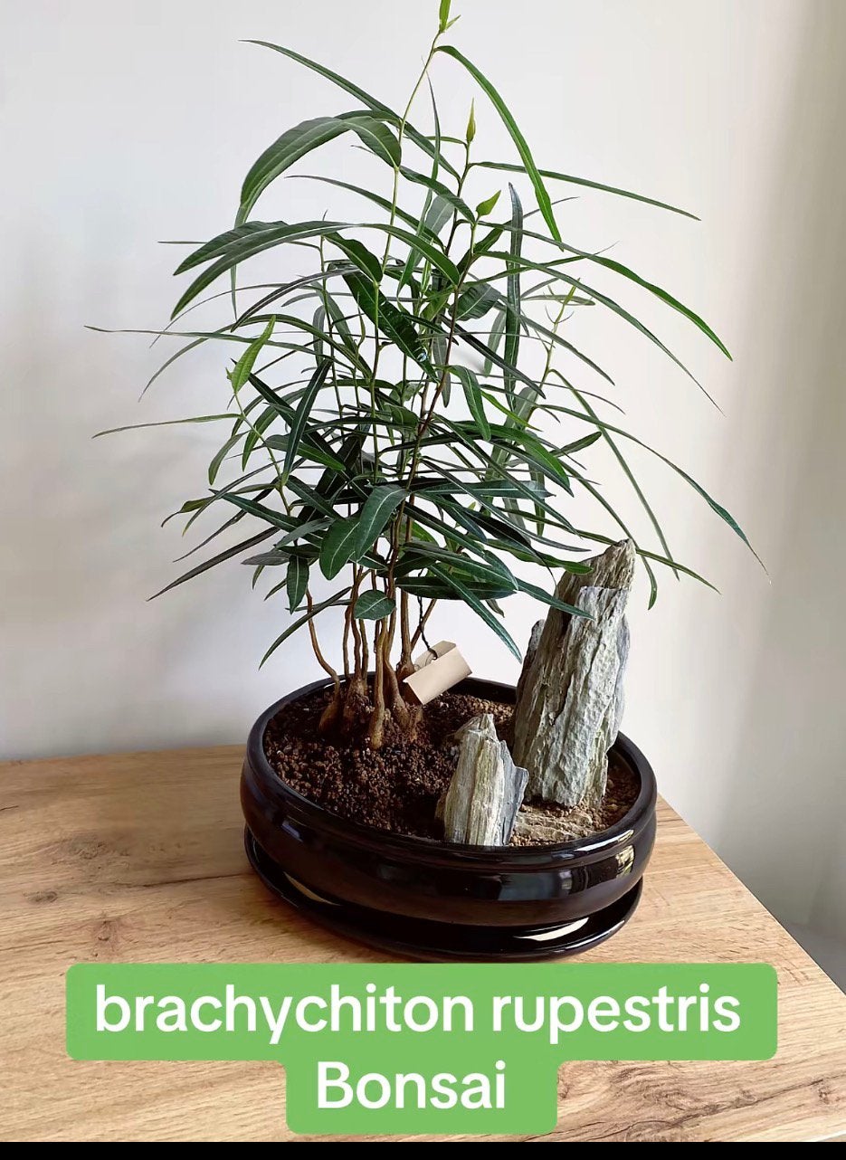 Brachycition rupestris bonsai, Ophalen, Bonsai