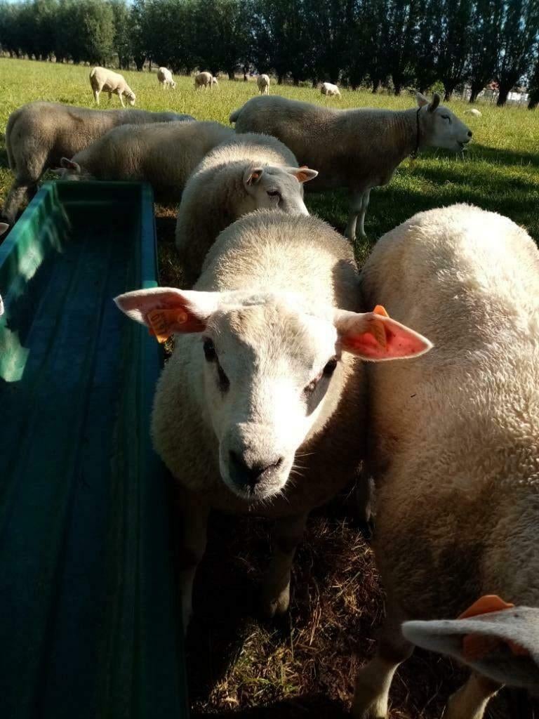Mooie texel ram en ooilammeren te koop., Meerdere dieren, Schaap, 0 tot 2 jaar