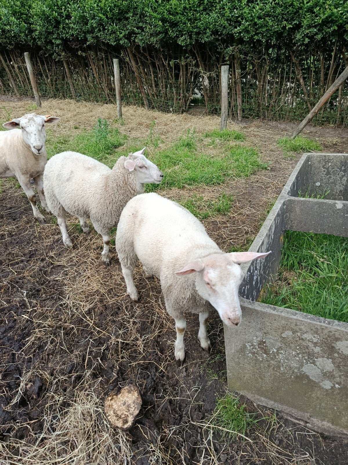 Jonge ooien, Vrouwelijk, Schaap, 0 tot 2 jaar
