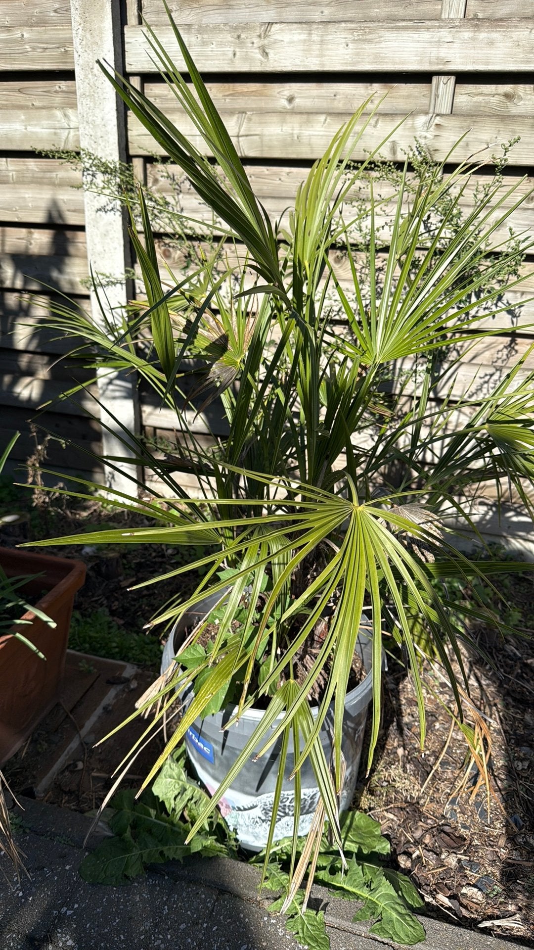 Palm, Tuin en Terras, Ophalen, Vaste plant, Overige soorten