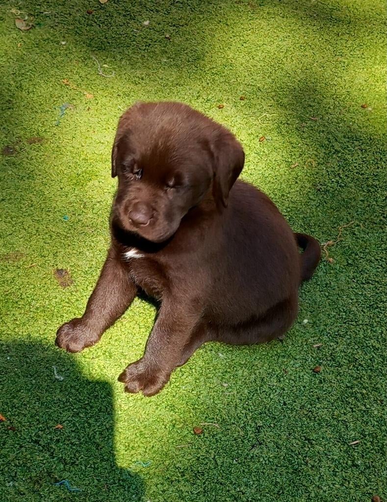 Labrador retriever puppy's op de boerderij, Dieren en Toebehoren, Honden | Retrievers, Spaniëls en Waterhonden, Parvo, België