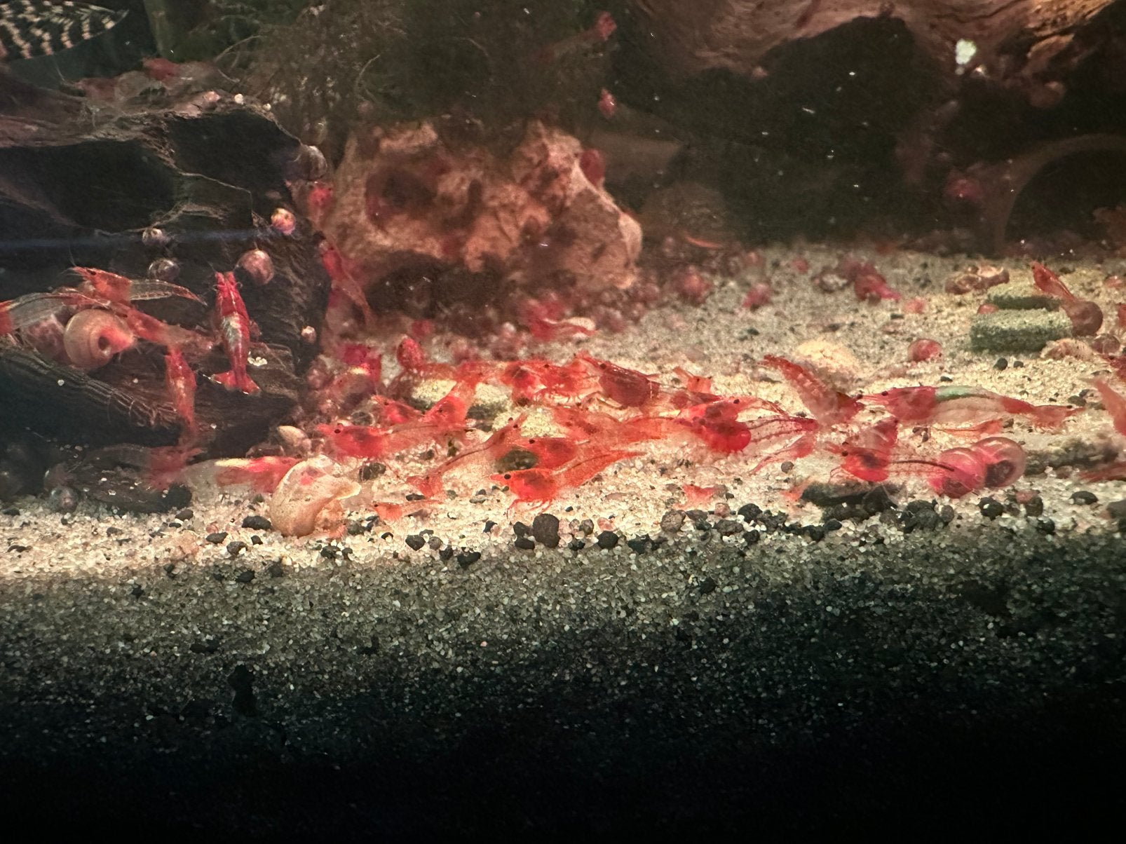 Neocaridina Davidi red rilli, Homard, Crabe ou Crevette, Poisson d'eau douce, Banc de poissons