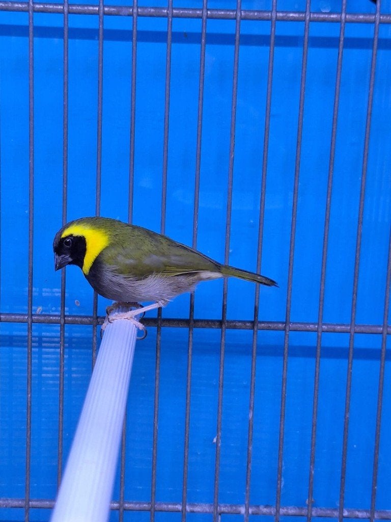 petit chanteur de cuba, Plusieurs animaux, Oiseau tropical