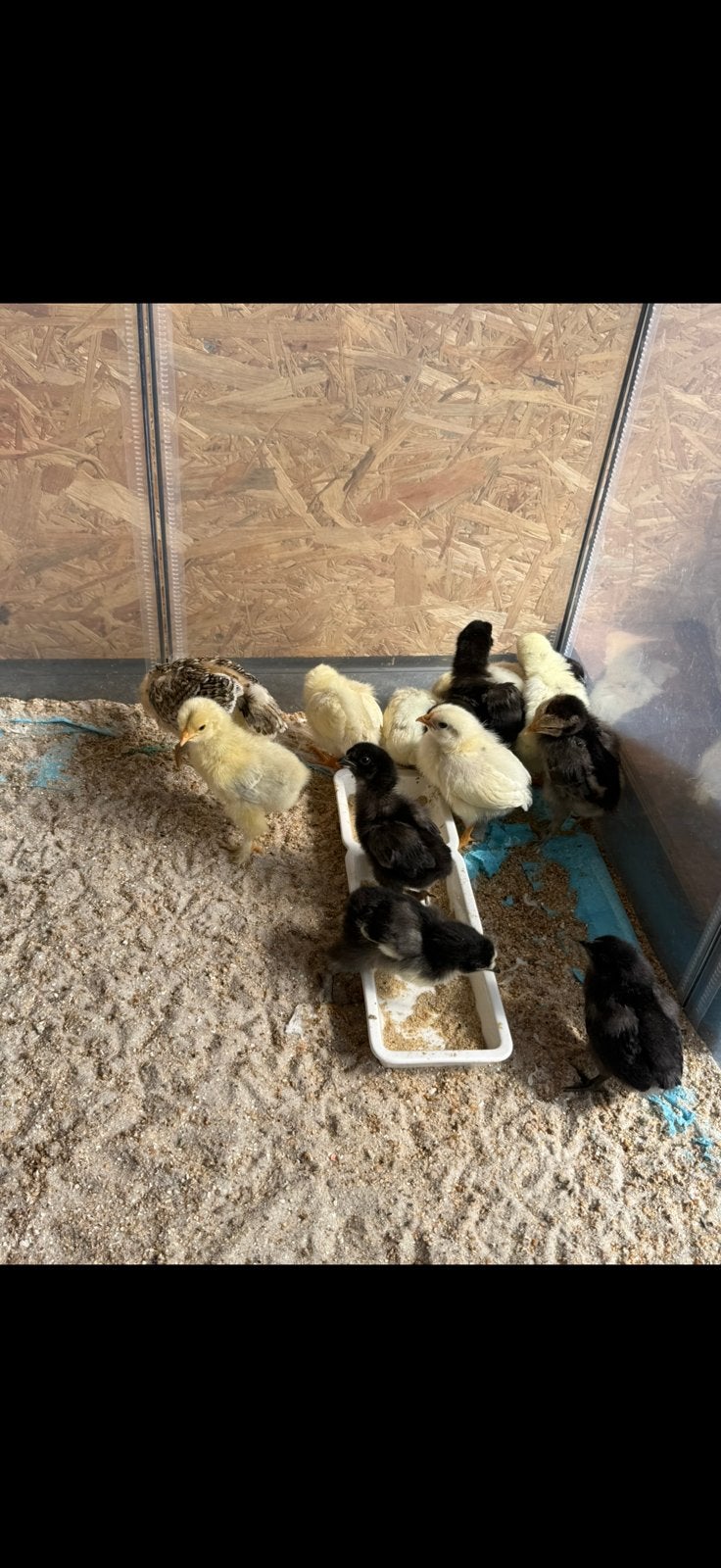 Kuikentjes verchillende mixen unieke kleurslagen, Animaux & Accessoires, Volatiles | Accessoires, Enlèvement, Neuf, Couveuse