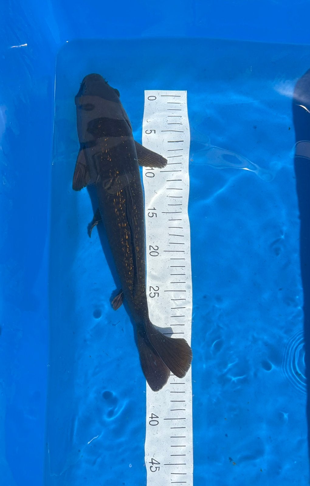 Chagoi | Japanse Koi, Karper of Koi