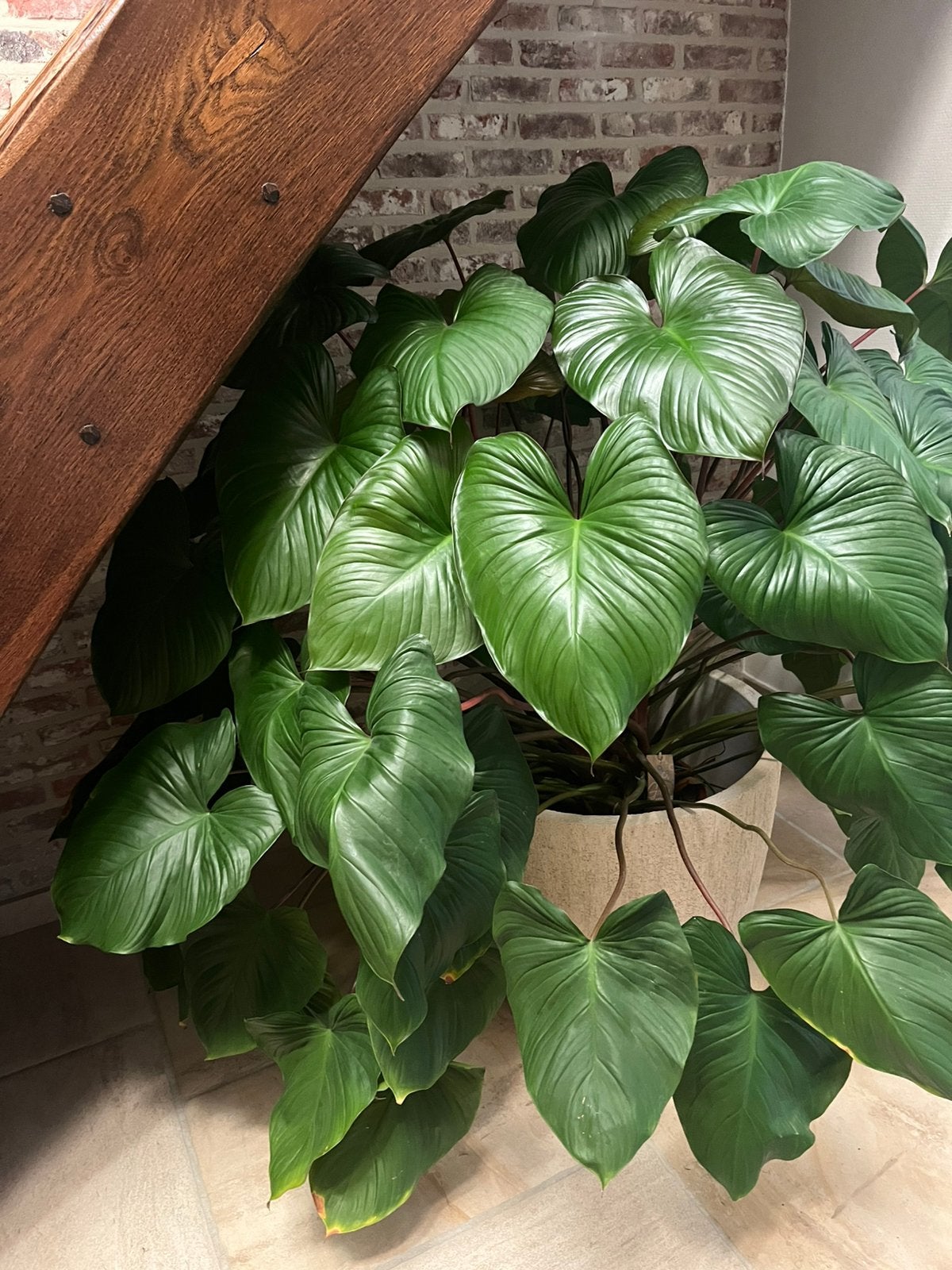 Plant Homalomena, Huis en Inrichting, Ophalen, 100 tot 150 cm, Overige soorten, In pot