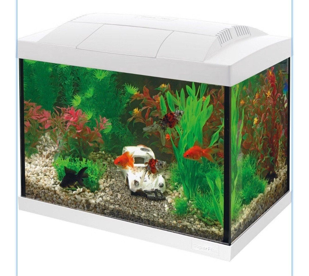 Aquarium + 4 poissons Molly, Animaux & Accessoires, Enlèvement, Filter