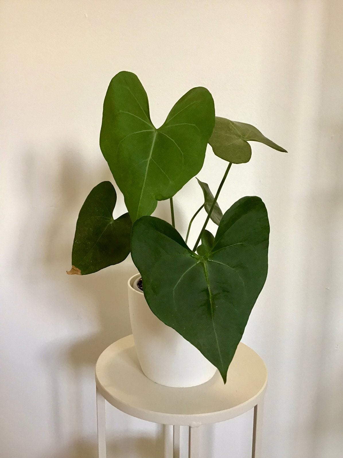 Anthurium Alocasia Syngonium, Ophalen