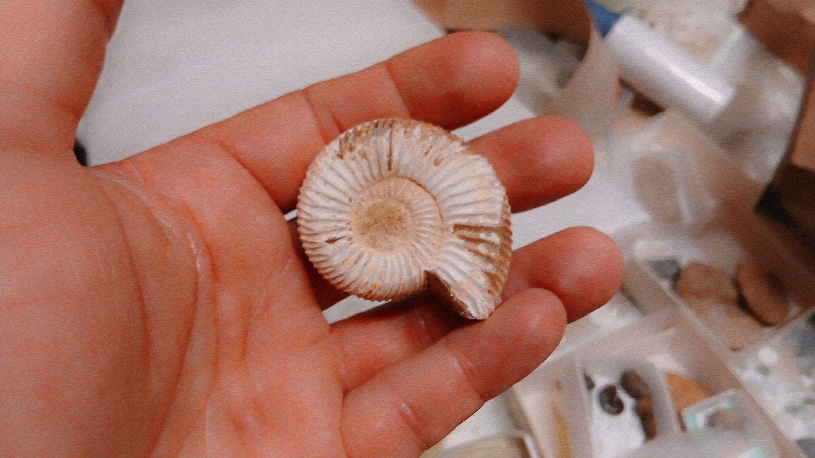 ammoniet fossiel, Verzamelen, Mineralen en Fossielen, Ophalen of Verzenden, Fossiel