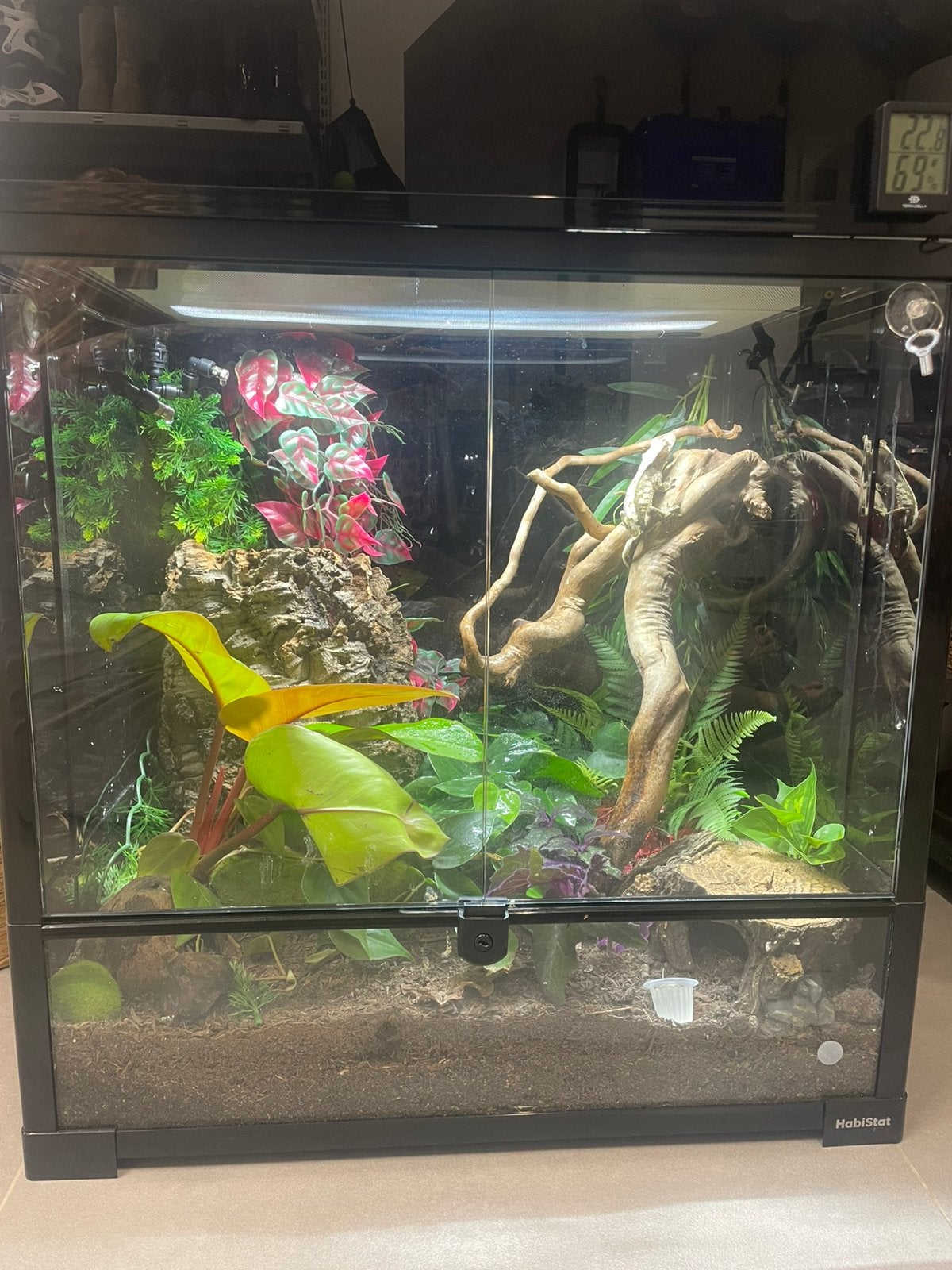 Dringend! Wimper gekko’s te koop met bak, Dieren en Toebehoren, Ophalen, Zo goed als nieuw