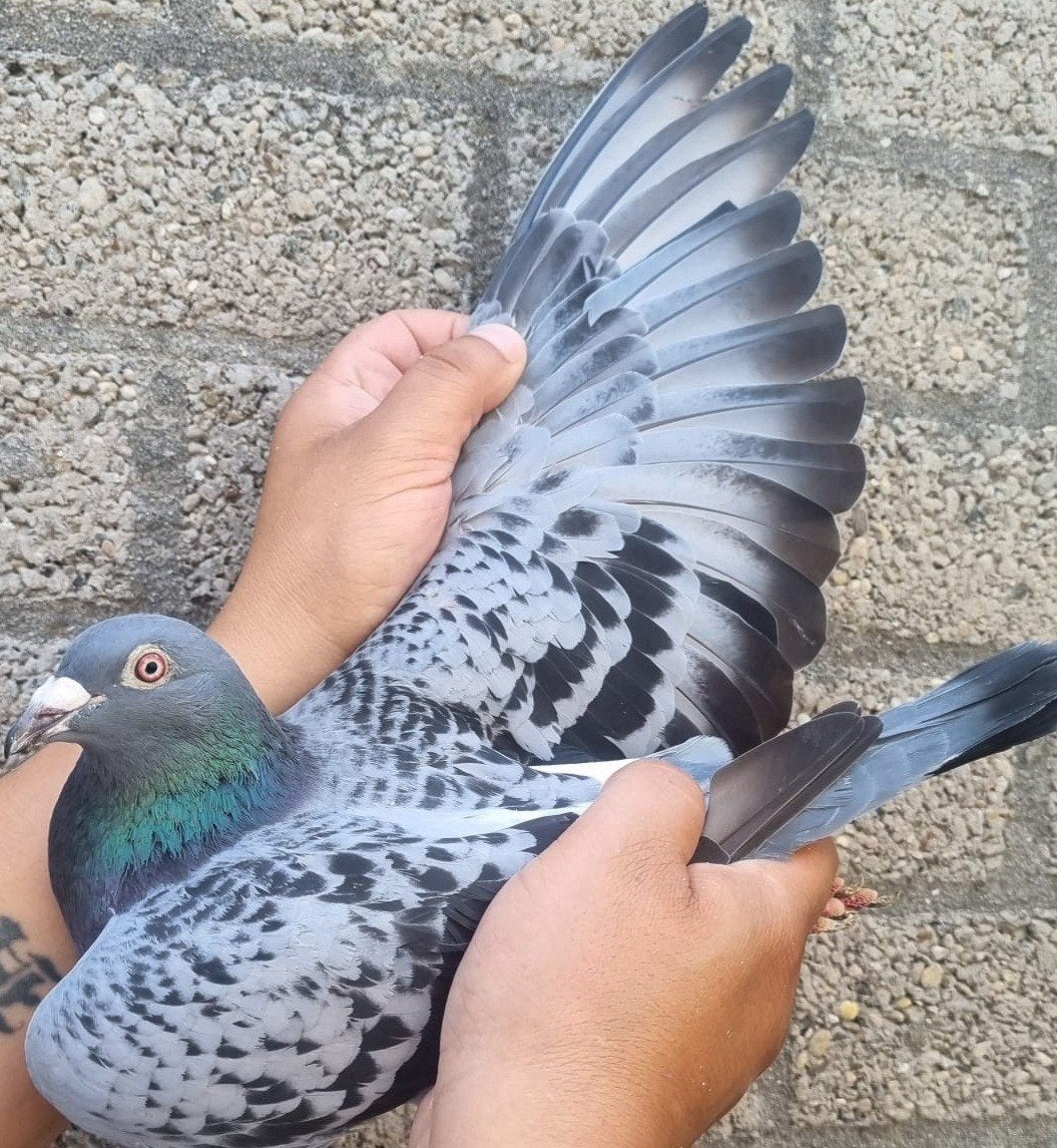 Pigeon de course super consanguin « HARRY », Animaux & Accessoires, Femelle, Pigeon voyageur