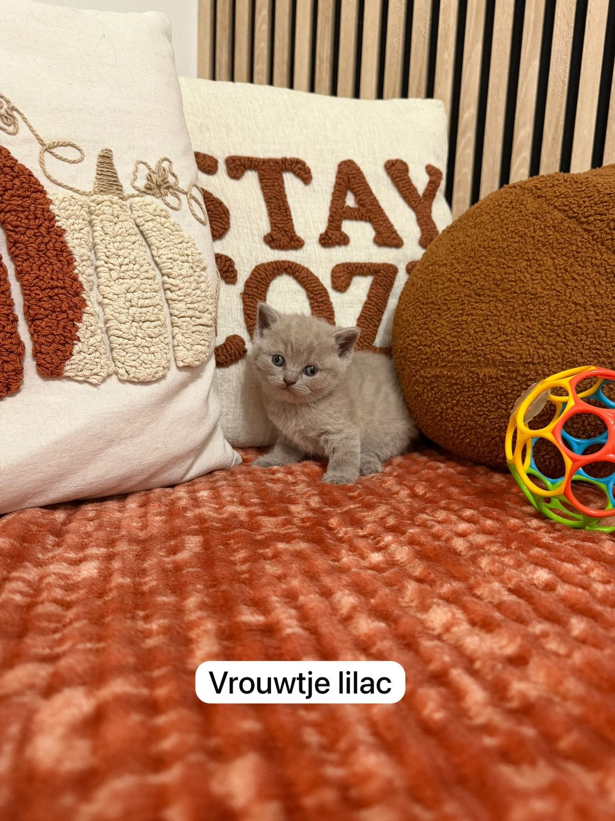 Britse korthaar kittens (Antwerpen), Dieren en Toebehoren, Katten en Kittens | Raskatten | Korthaar, Meerdere dieren, Gechipt