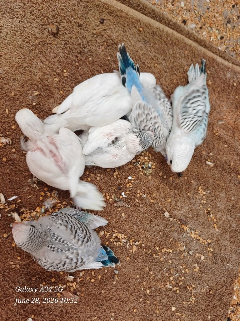 perruches ondulées pour eam, Perruche, Domestique