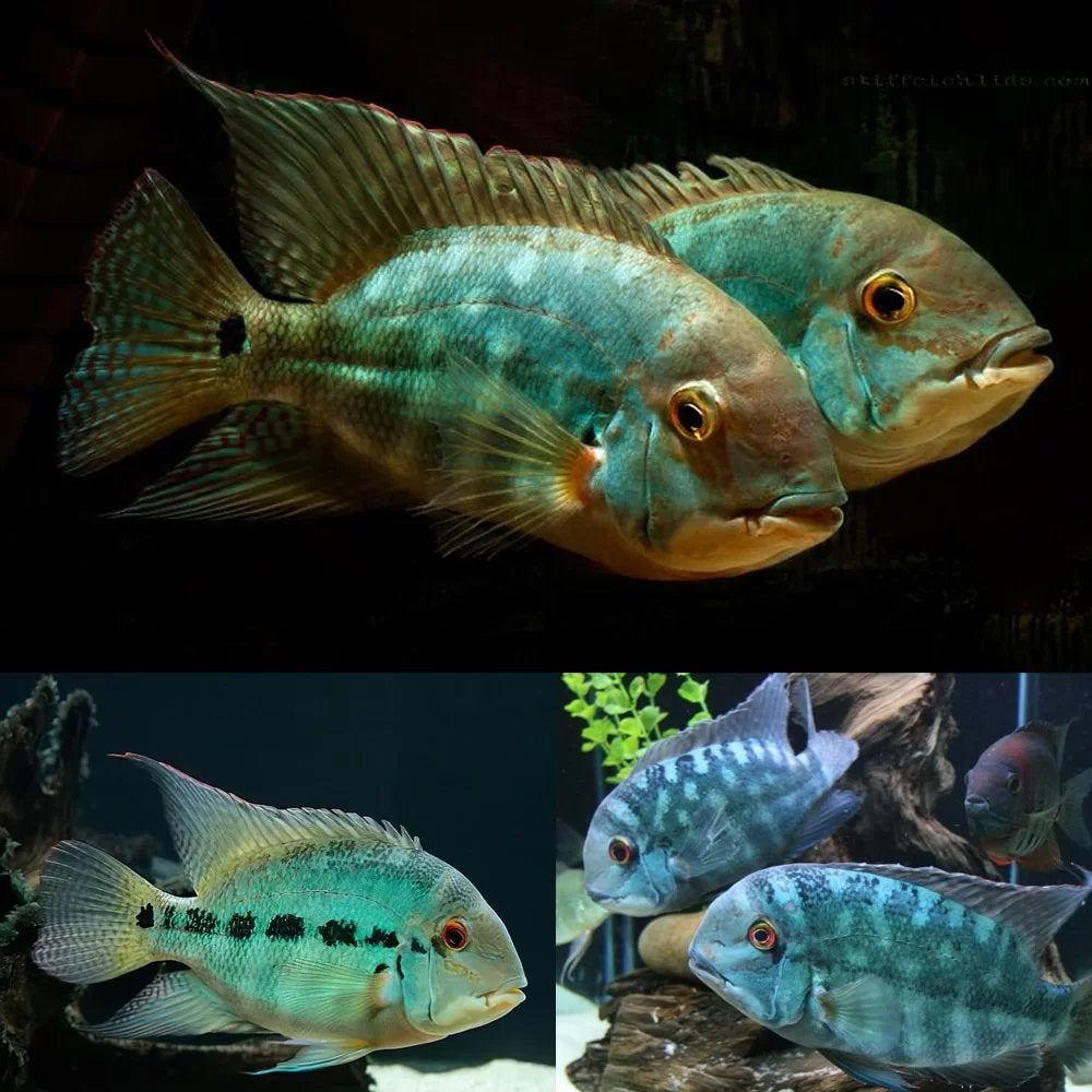 5 hoplarchus psittacus