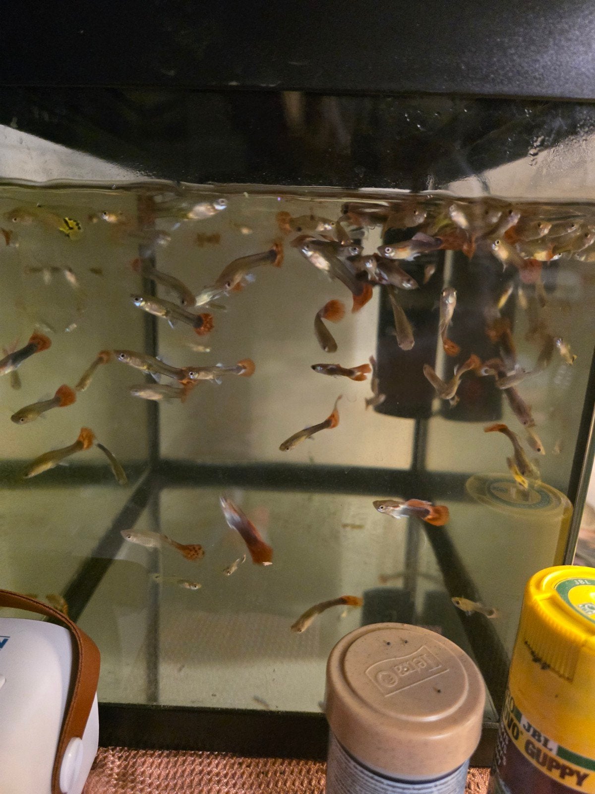 guppys, Dieren en Toebehoren, Vissen | Aquariumvissen, Vis, Zoetwatervis, Schoolvis