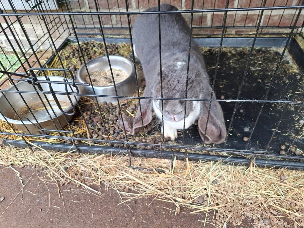Engelse hangoor, Dieren en Toebehoren, Konijnen