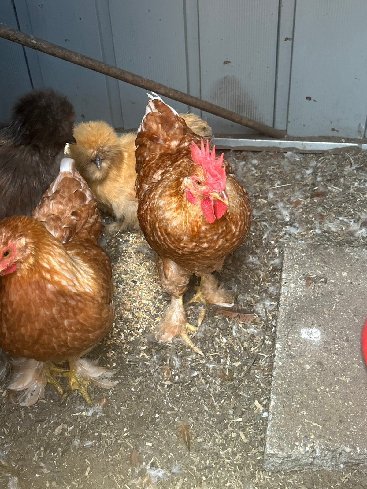 Hanen zijdehoen en gewone, Dieren en Toebehoren, Pluimvee