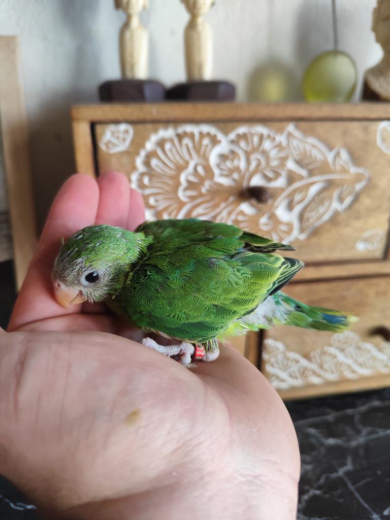 Conure tête de prune