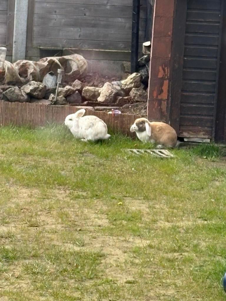1 konijn (bruin) mannetje te koop wit is al weg, Dieren en Toebehoren