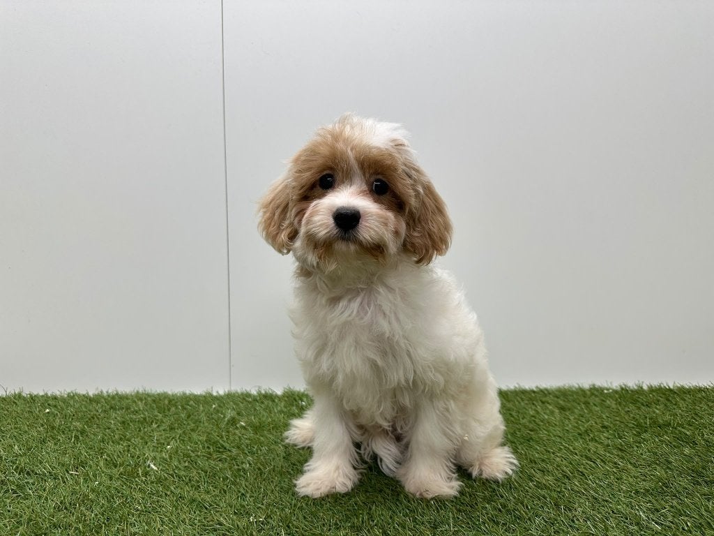 Cavapoo pups (F1), België, 8 tot 15 weken, CDV (hondenziekte), Meerdere