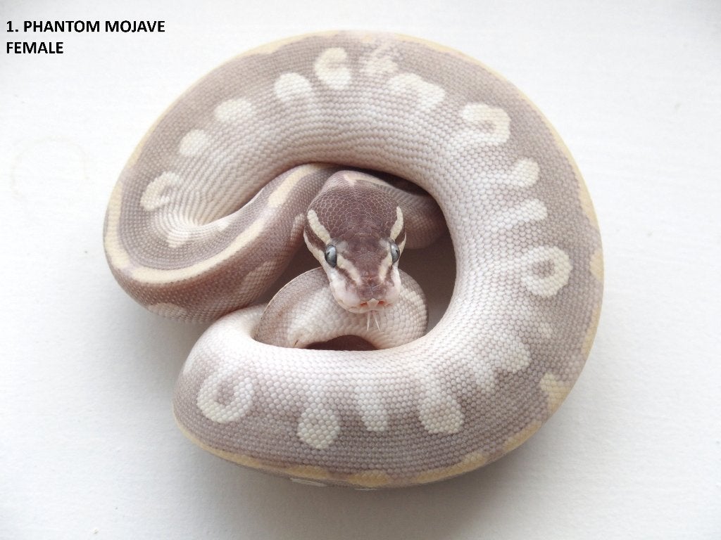 Koningspythons nakweek 2026 Ball Python - unknown for sale from Corallus