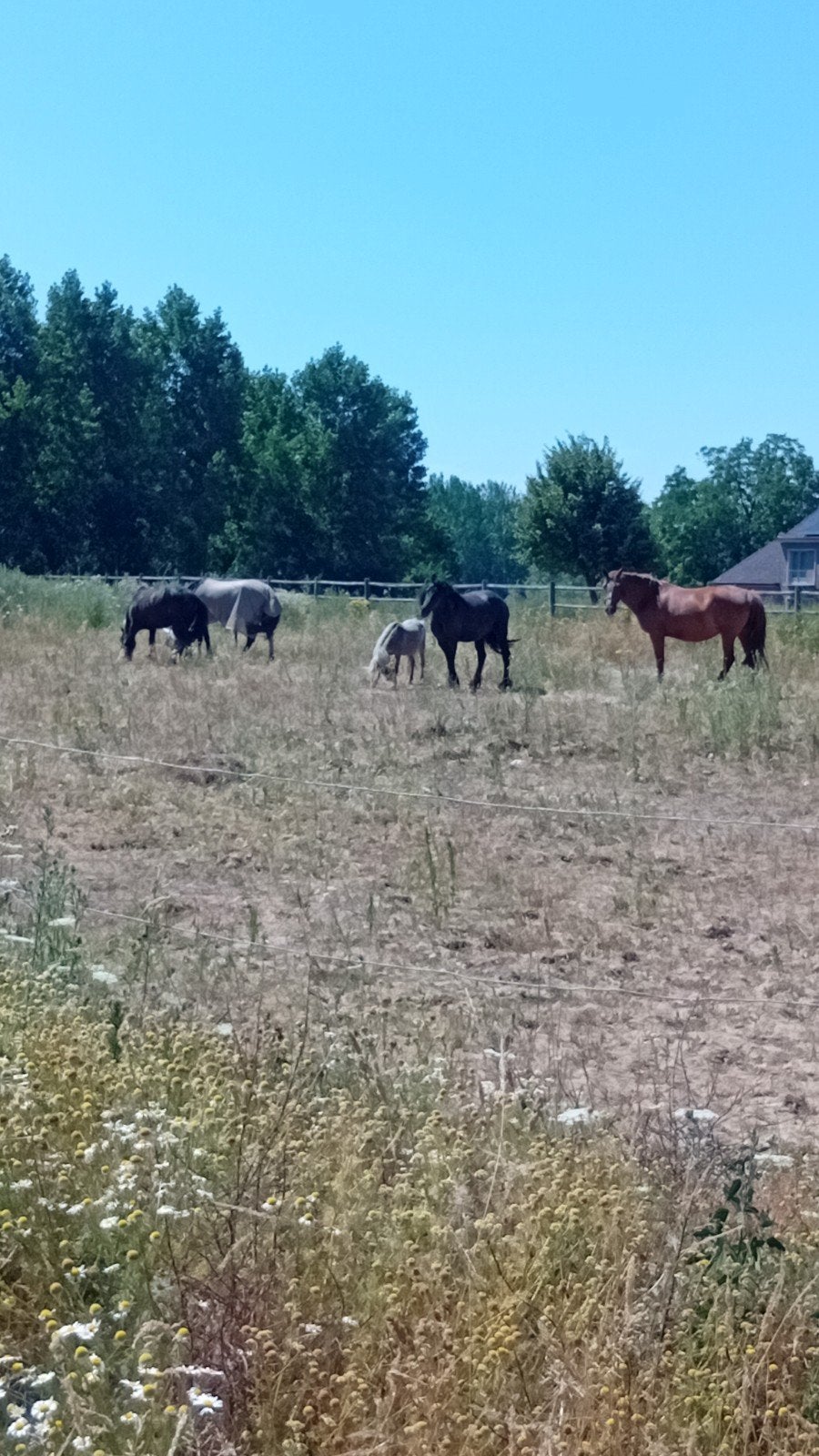 paardenstallen te huur ,150 euro lege stal, Mise à l'étable, 4 chevaux ou poneys ou plus