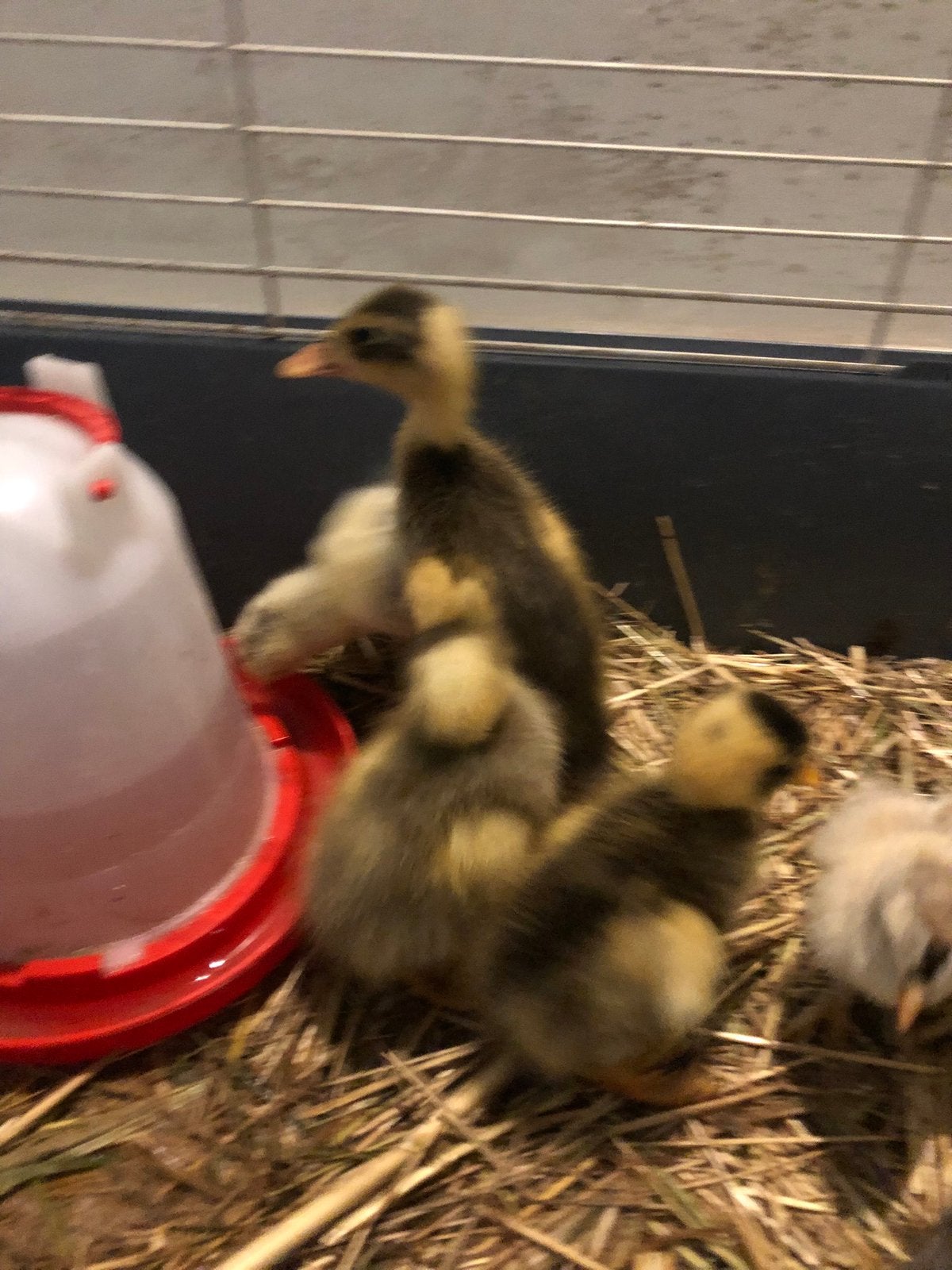 Canetons coureur indien de différents coloris SEXÉS à vendre, Plusieurs animaux, Canard