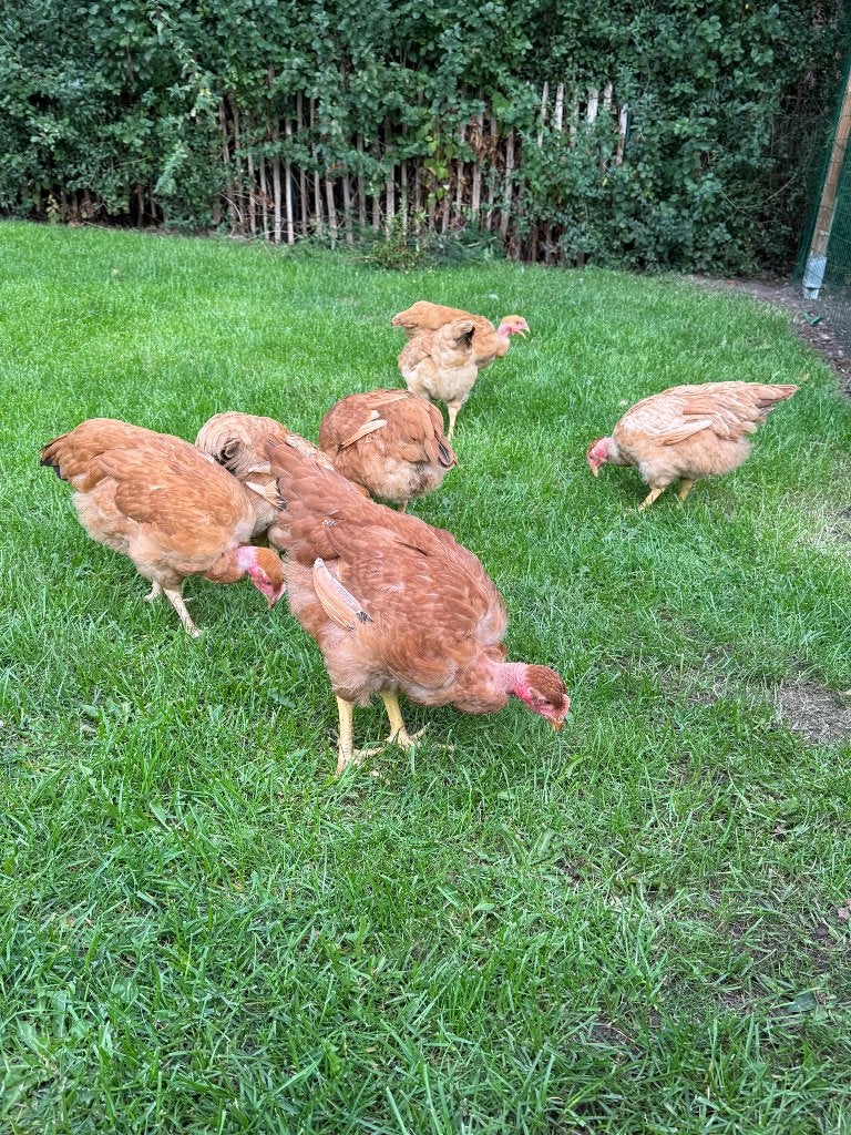 Cou nu / naakthals hennen, Dieren en Toebehoren