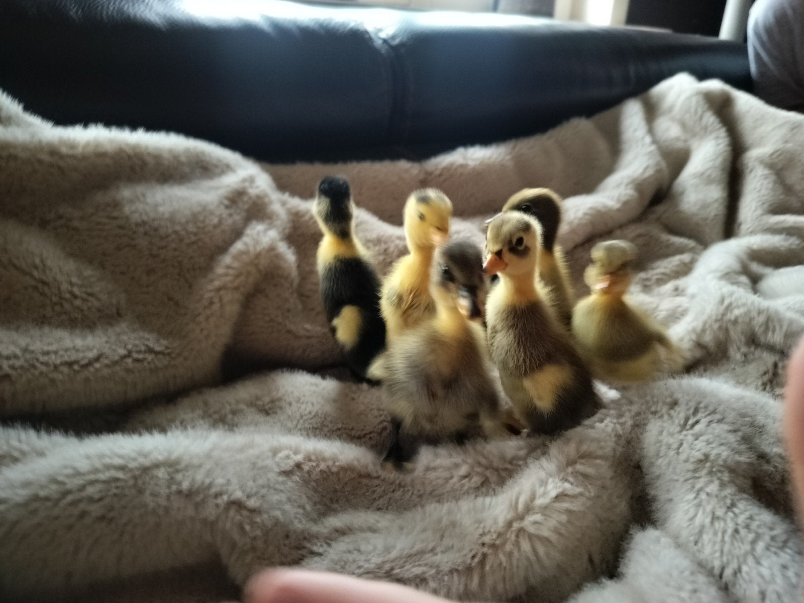 Loopeendjes paar dagen oud, Dieren en Toebehoren, Pluimvee