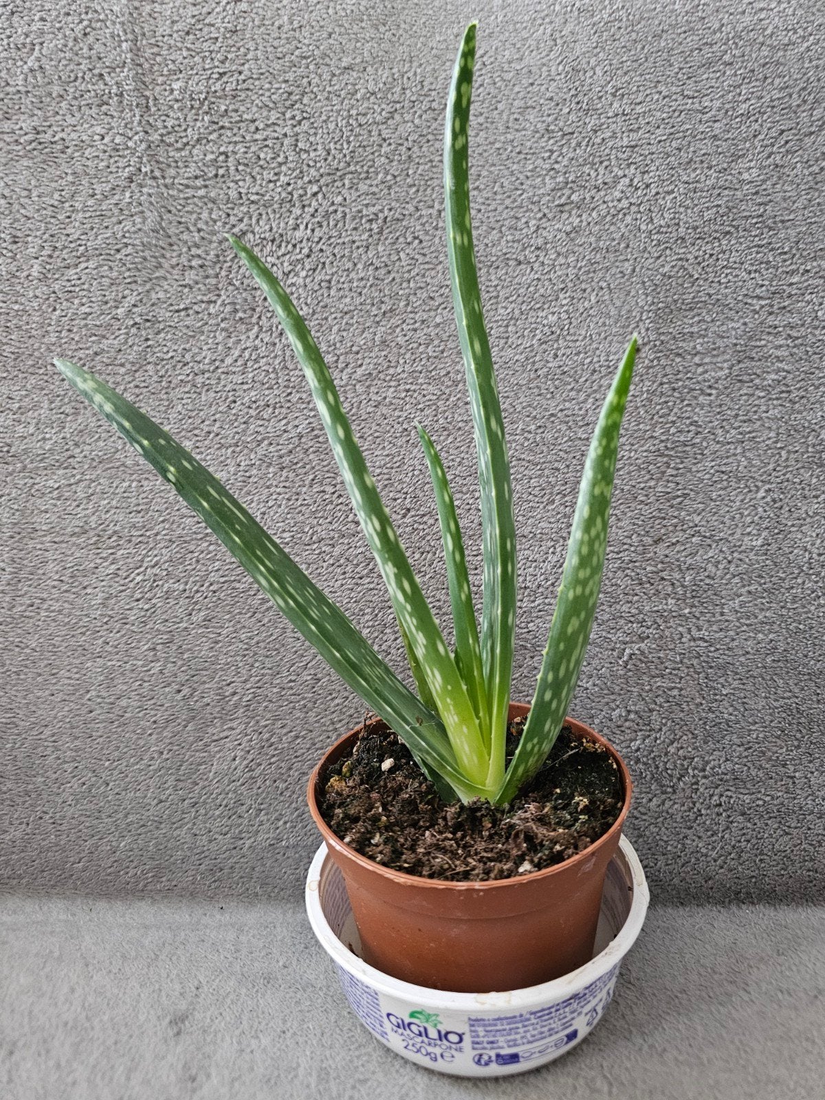 aloe vera, Enlèvement ou Envoi