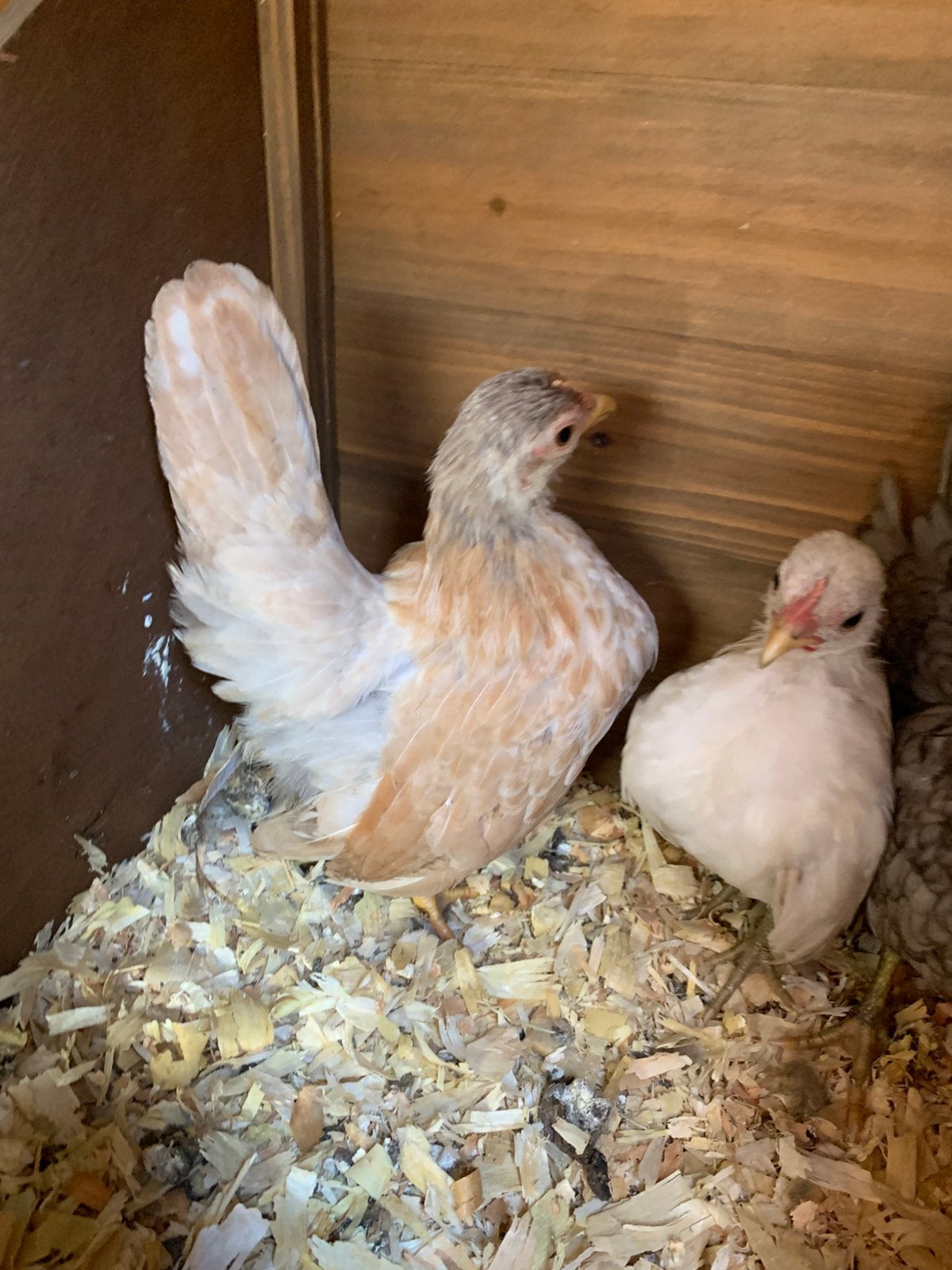 Mooi trio hennetjes serama  klein:  cat  a en max kleine  b, Dieren en Toebehoren, Pluimvee, Kip