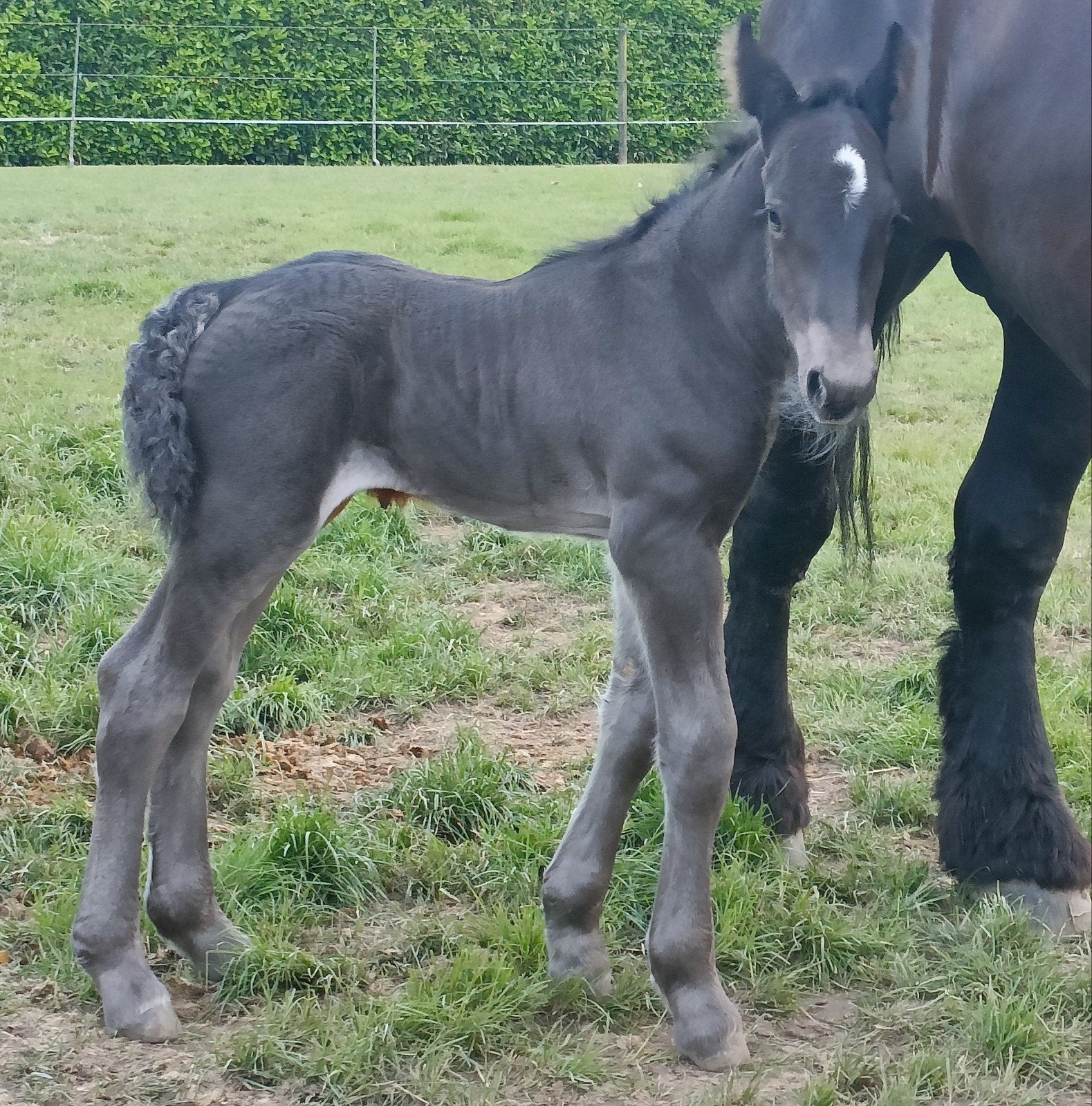 Trekpaard_ zwart_ hengst_ veulen, Dieren en Toebehoren, Paarden, Minder dan 160 cm, Met stamboom, Niet van toepassing, 0 tot 2 jaar