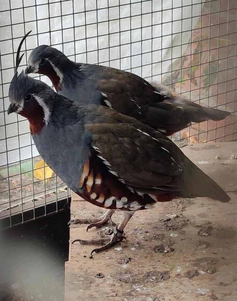 Broedeieren bergkuif kwartel, Dieren en Toebehoren