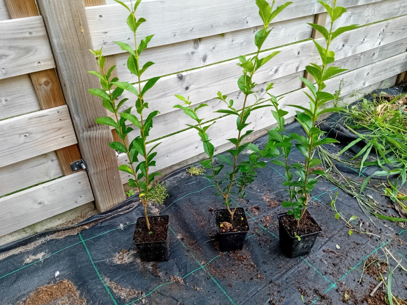 Ligustrum, Tuin en Terras, Ophalen
