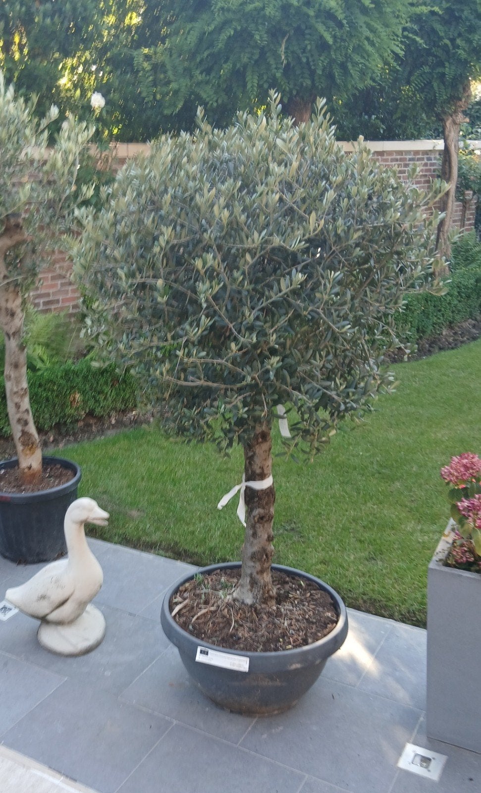 ‼️olijfbomen olea europaea aan stuntprijzen ‼️, Tuin en Terras, Ophalen